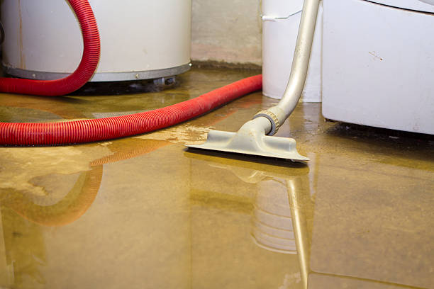 Best Mold removal after water damage  in Phelan, CA