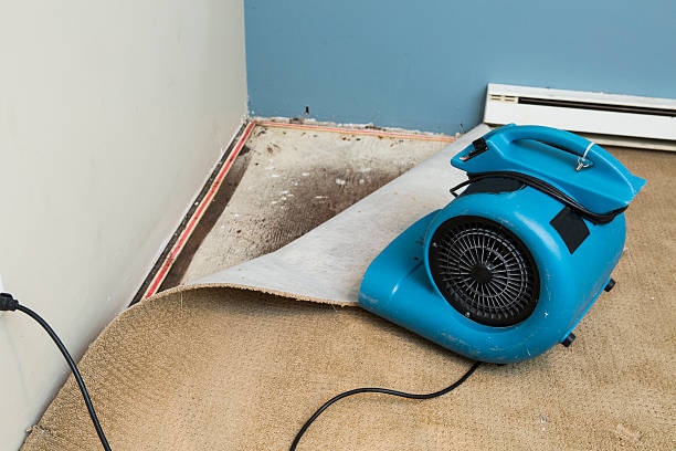 Best Water damage restoration mold remediation  in Phelan, CA